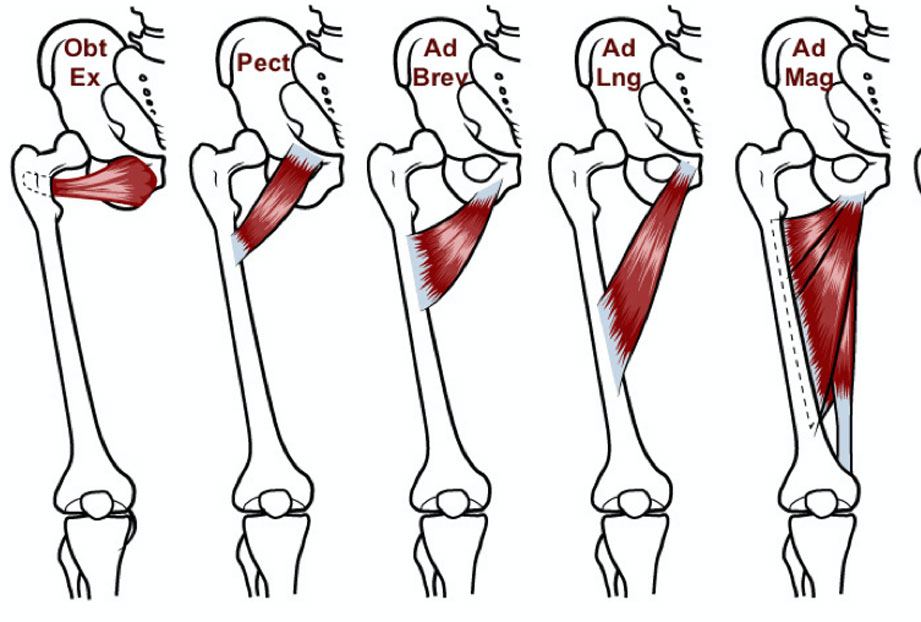 Hip Adductor Pain