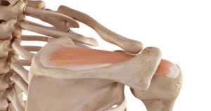 Physio Management For A Rotator Cuff Injury
